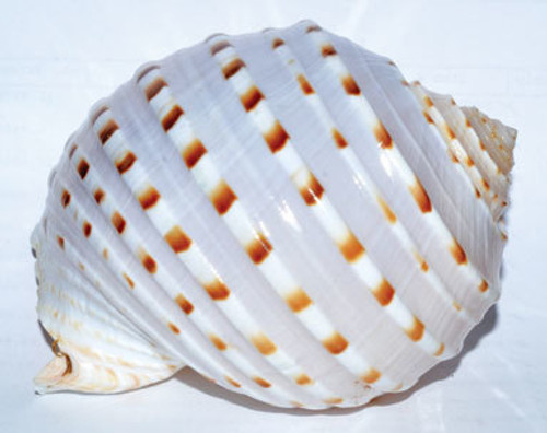 4in. Tonna Tessalata shell incense burner 4in. Tonna Tessalata shell incense burner