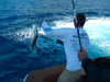 Bahama Marlin Lure 6 Pack