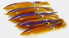 11" Humboldt Squid 