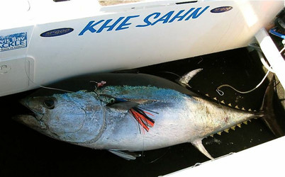 Tuna Lures Tuna Lures