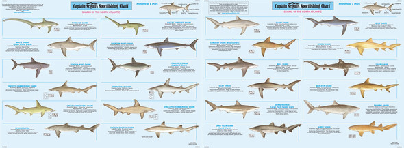 Species: Shark Identification Chart