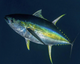 YellowFin Bars