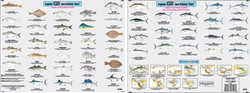 Species: Fishes of the North Atlantic Identification Chart