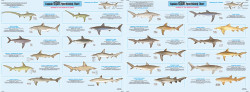 Species: Shark Identification Chart