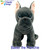 Baxter the Frenchie Baxter the Frenchie