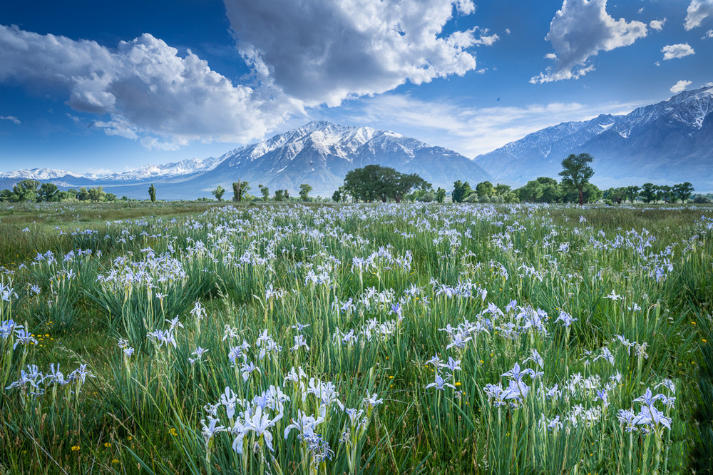 Wild Iris and Mount Tom - May 2023
