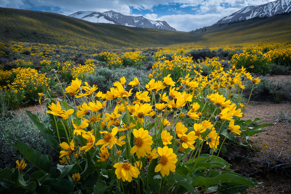 The Mule's Ears of Mono Basin