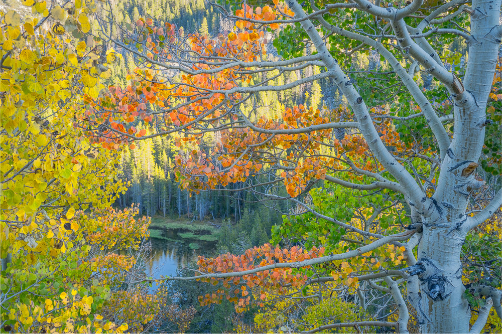 The Last Colors of Rock Creek