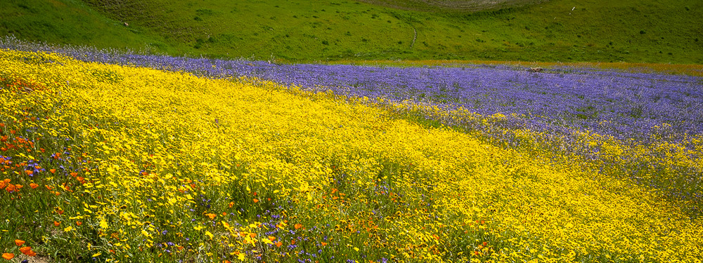 Flowers near Paso Robles