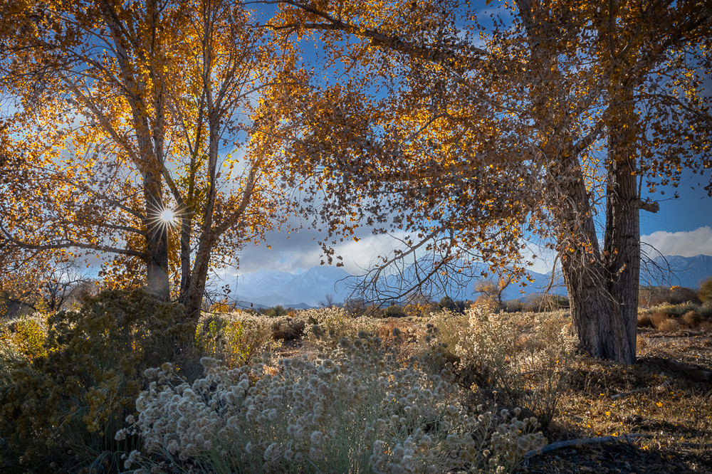 Cottonwoods of West Bishop