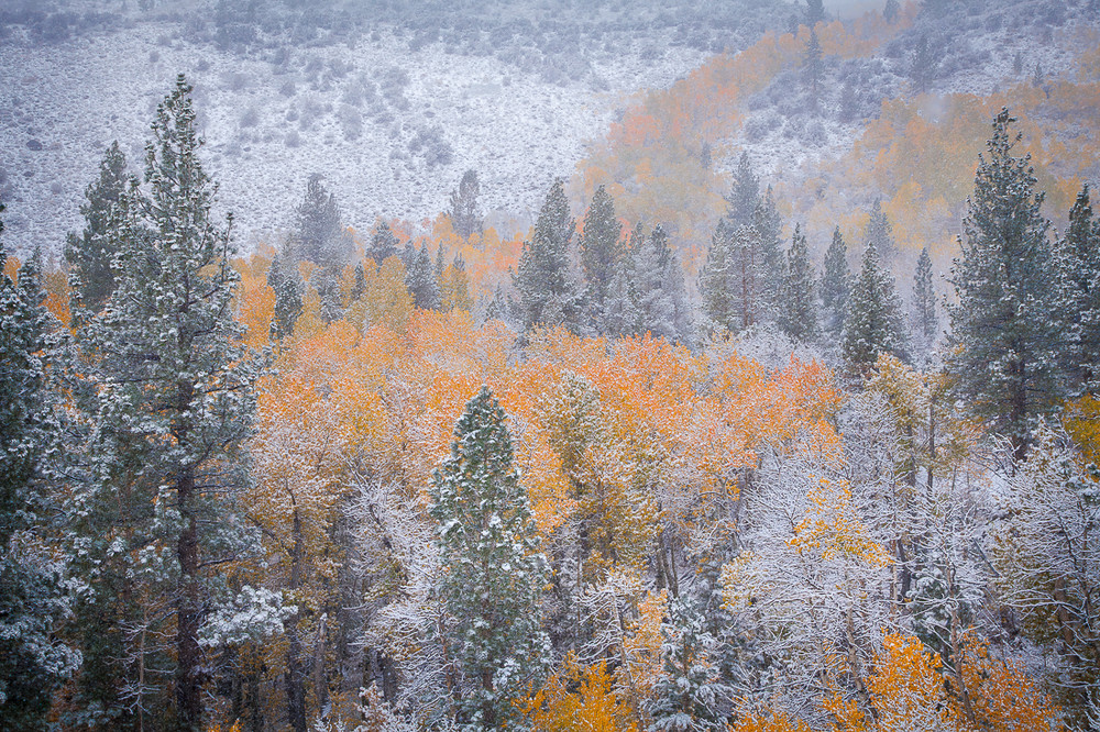 Early Autumn Snow - Lundy Canyon