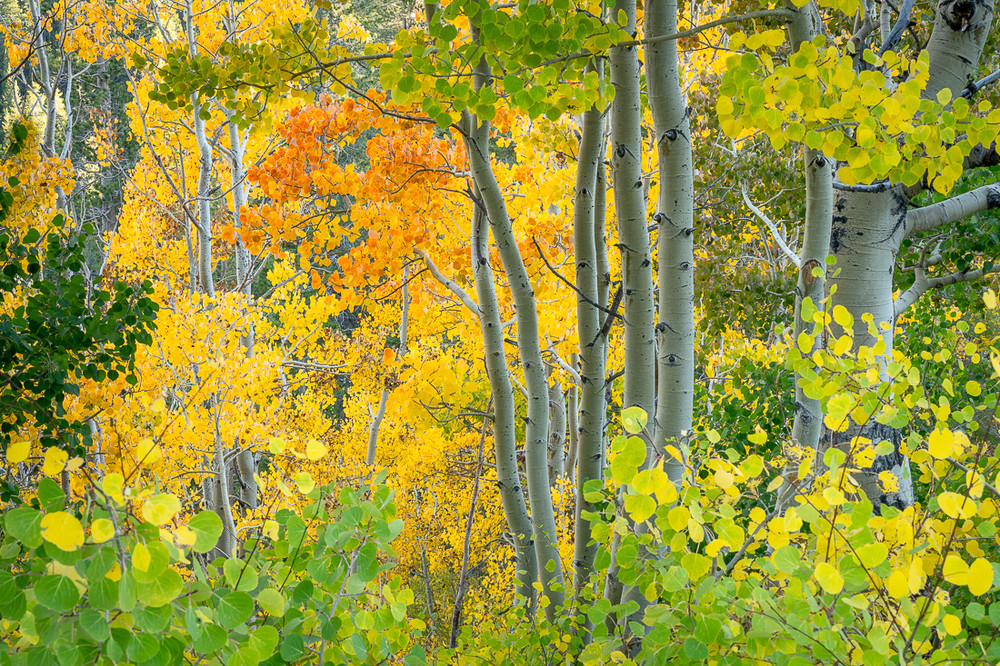Rock Creek Autumn Aspen #1