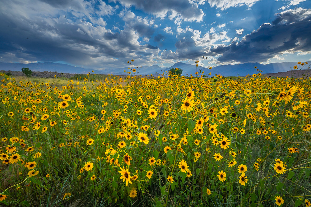 Sunflowers in Bishop