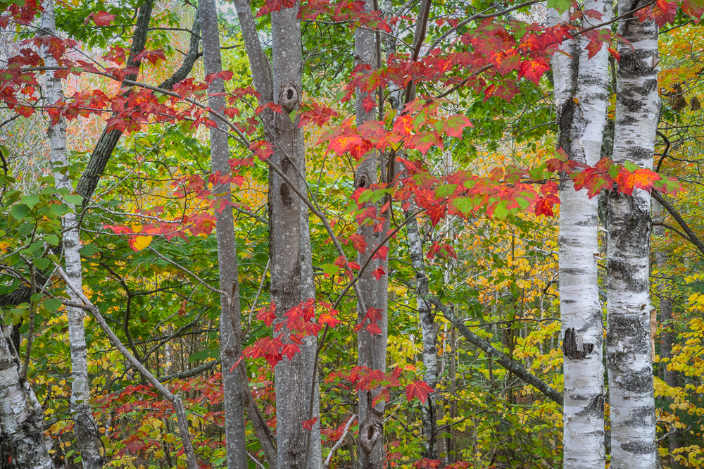 The Forests of Acadia NP