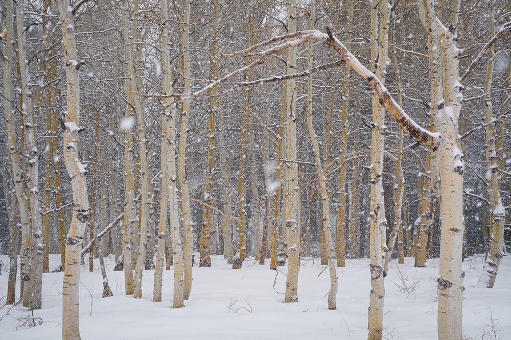 Winter Aspen - Eastern Sierra