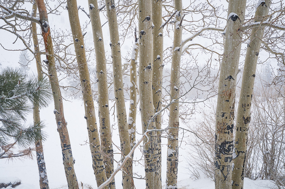 Winter Aspens - Intake 2