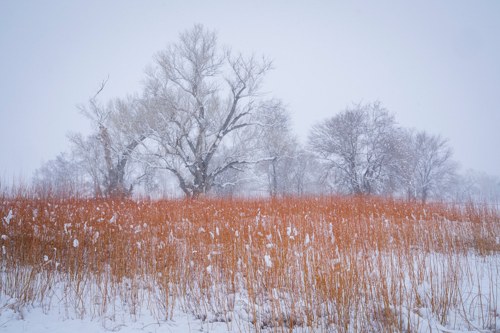 Stormy Trees near Bishp