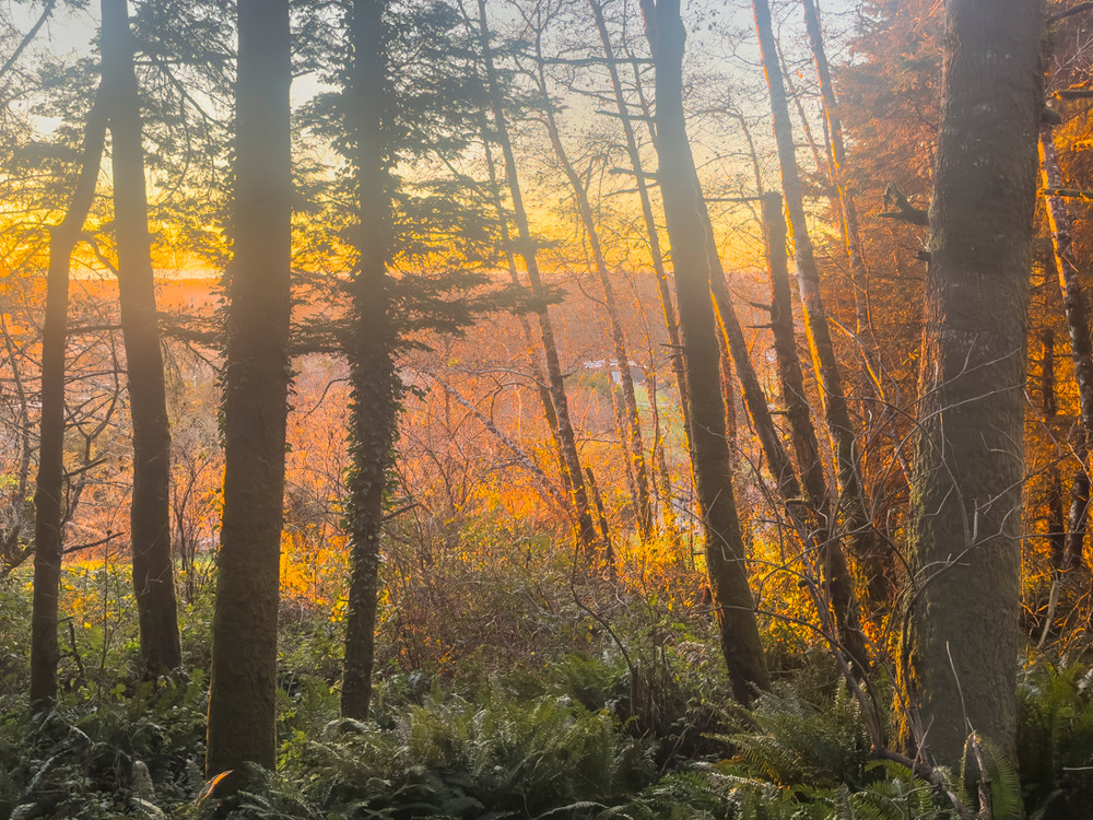 Last Light in Redwoods National Park