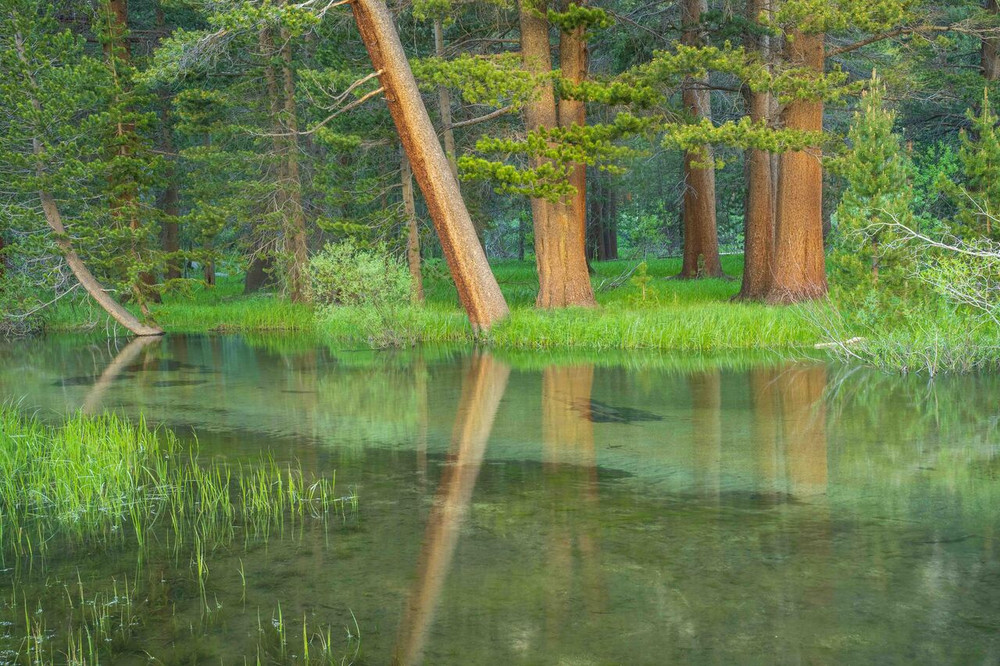 A Tranquil Pond in the Eastern Sierra