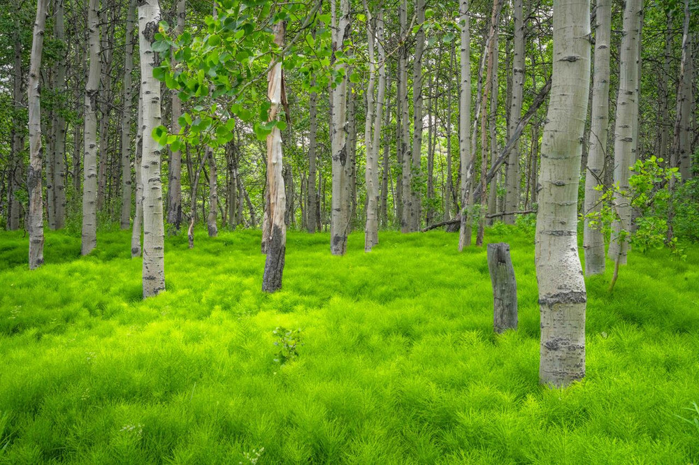A Hidden Meadow - Cardinal Village