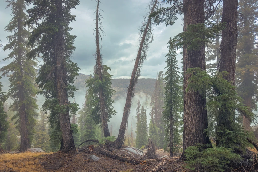 After a Storm in the Ansel Adama Wilderness