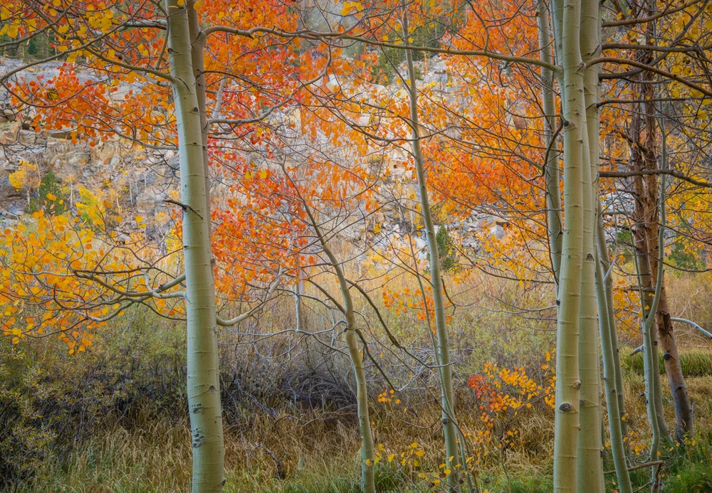 The First Hints of Autumn