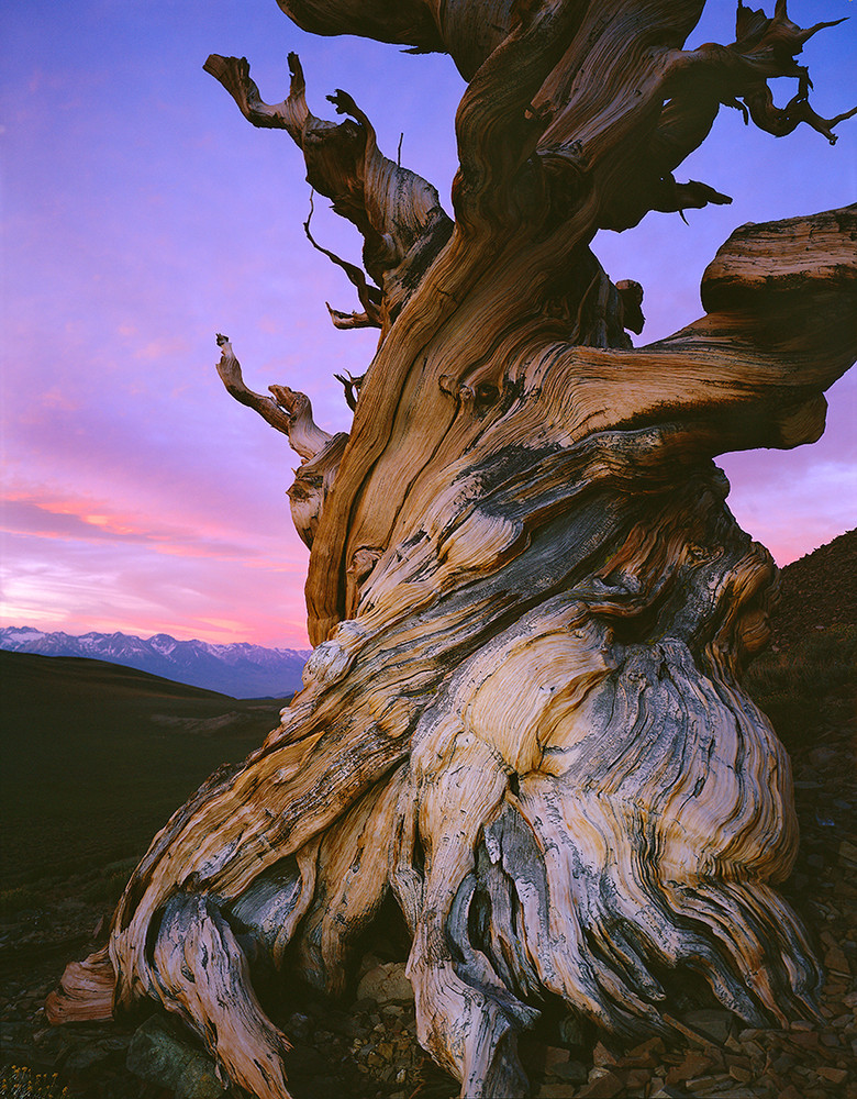 Schulman Grove  Sunset