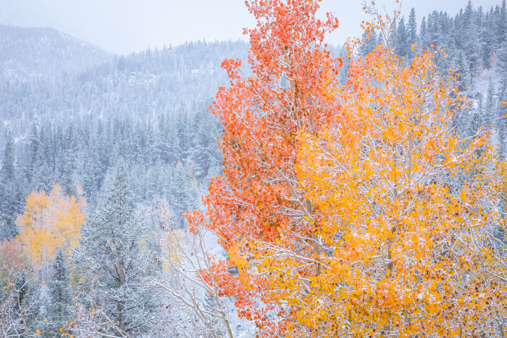 Snow, Autumn Aspen, Eastern Sierra