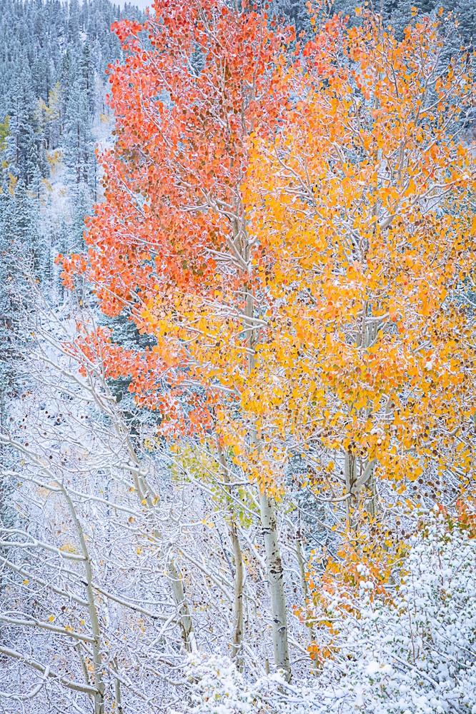 Autumn in the Eastern Sierra Canyons