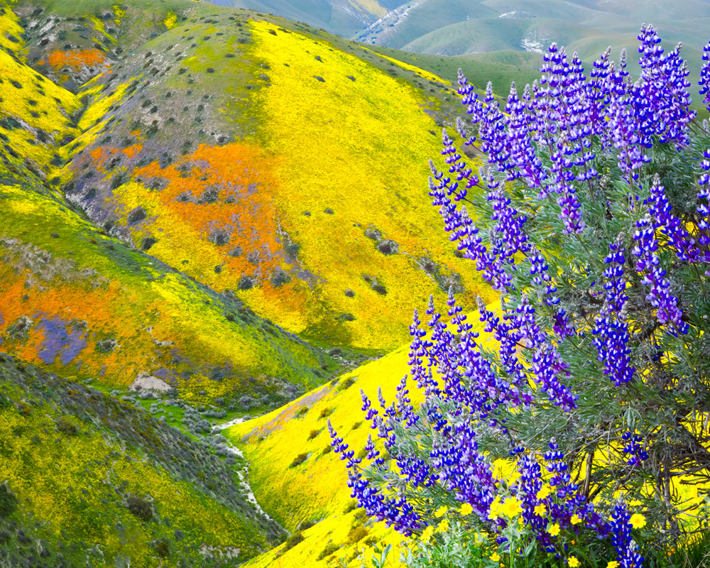California Superbloom of 2019
