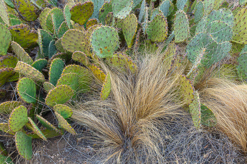 Prickly Pear Cactus - Guadalupe NP