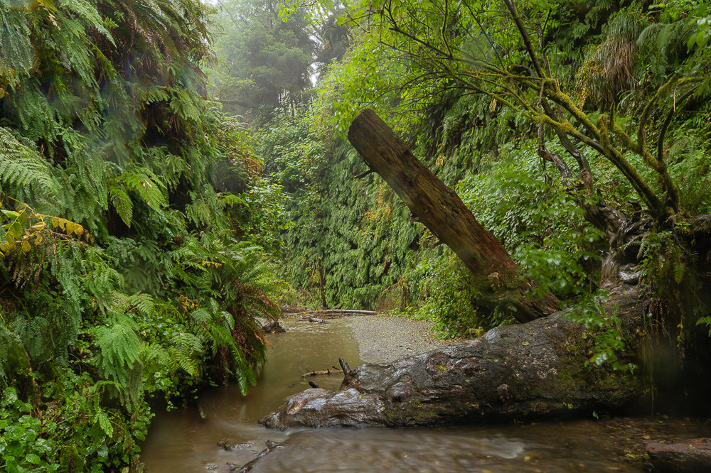 Fern Canyon in the Rain