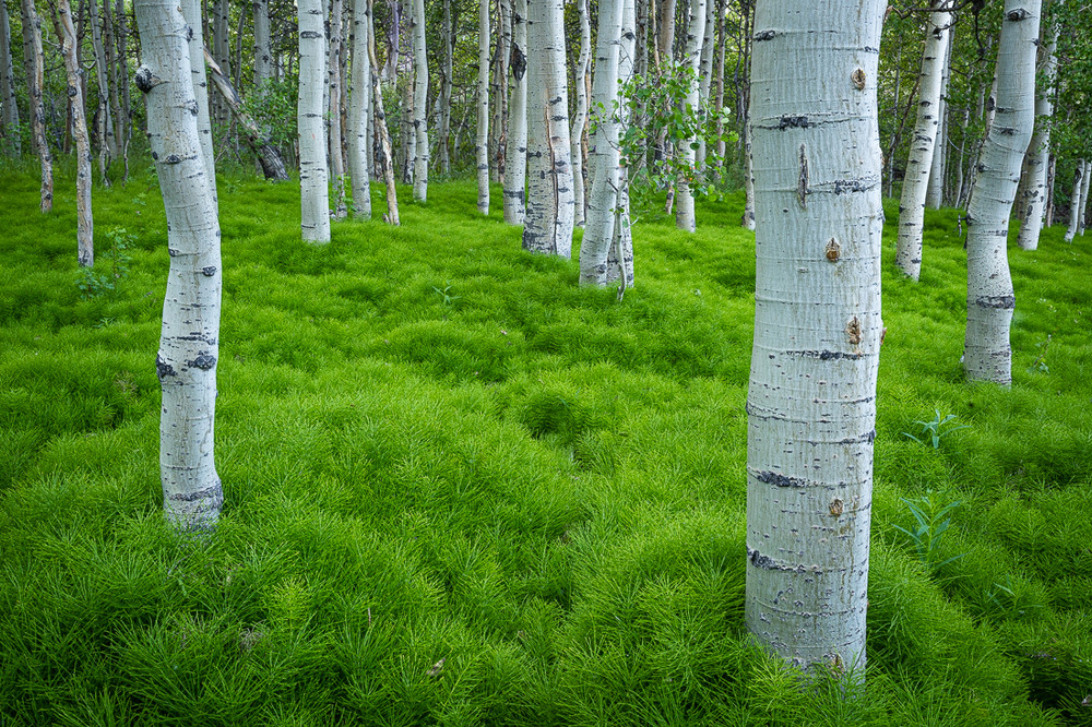 Summer Aspens #2