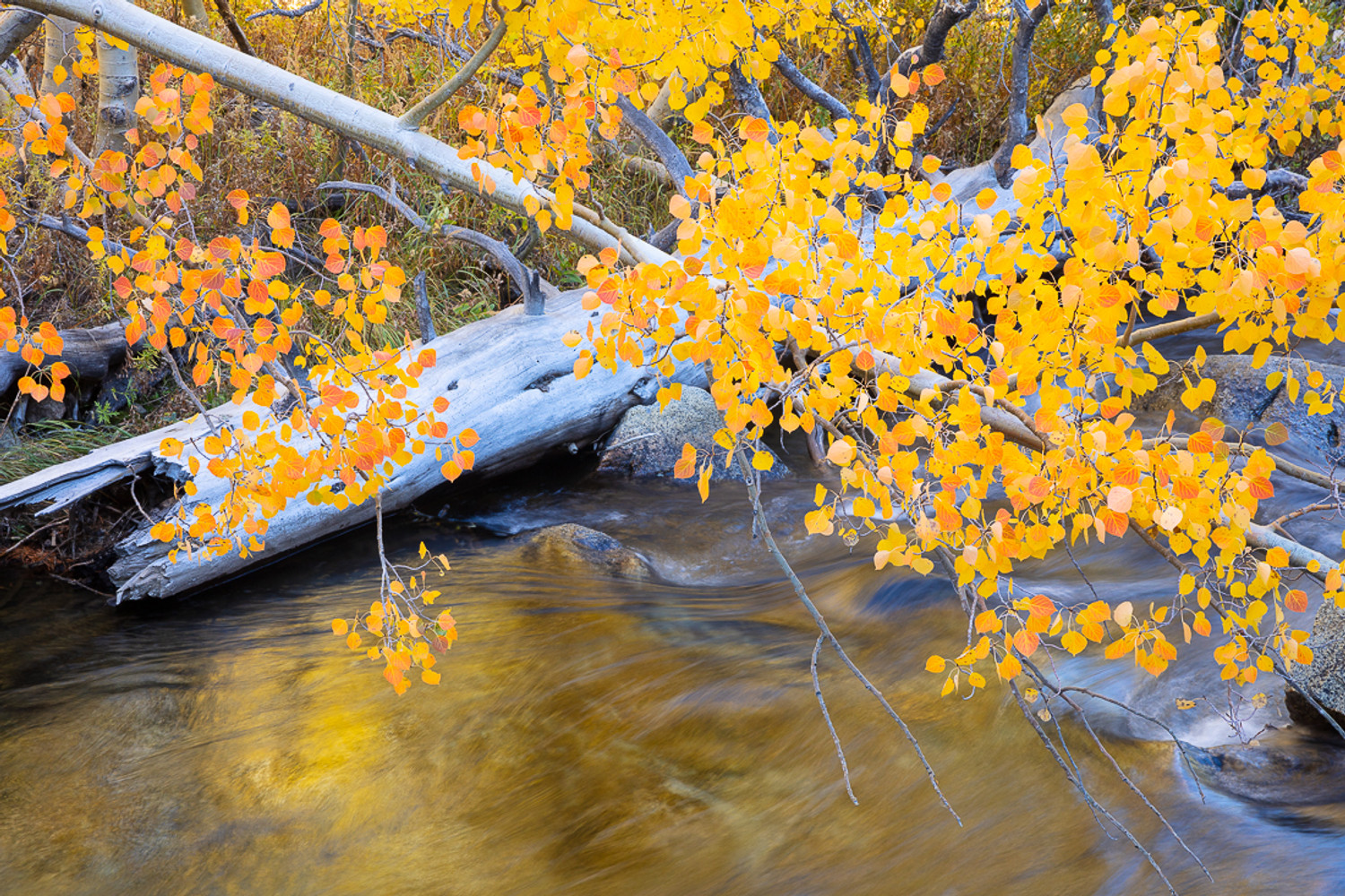 The Magic of Autumn is Coming Now to the Eastern Sierra