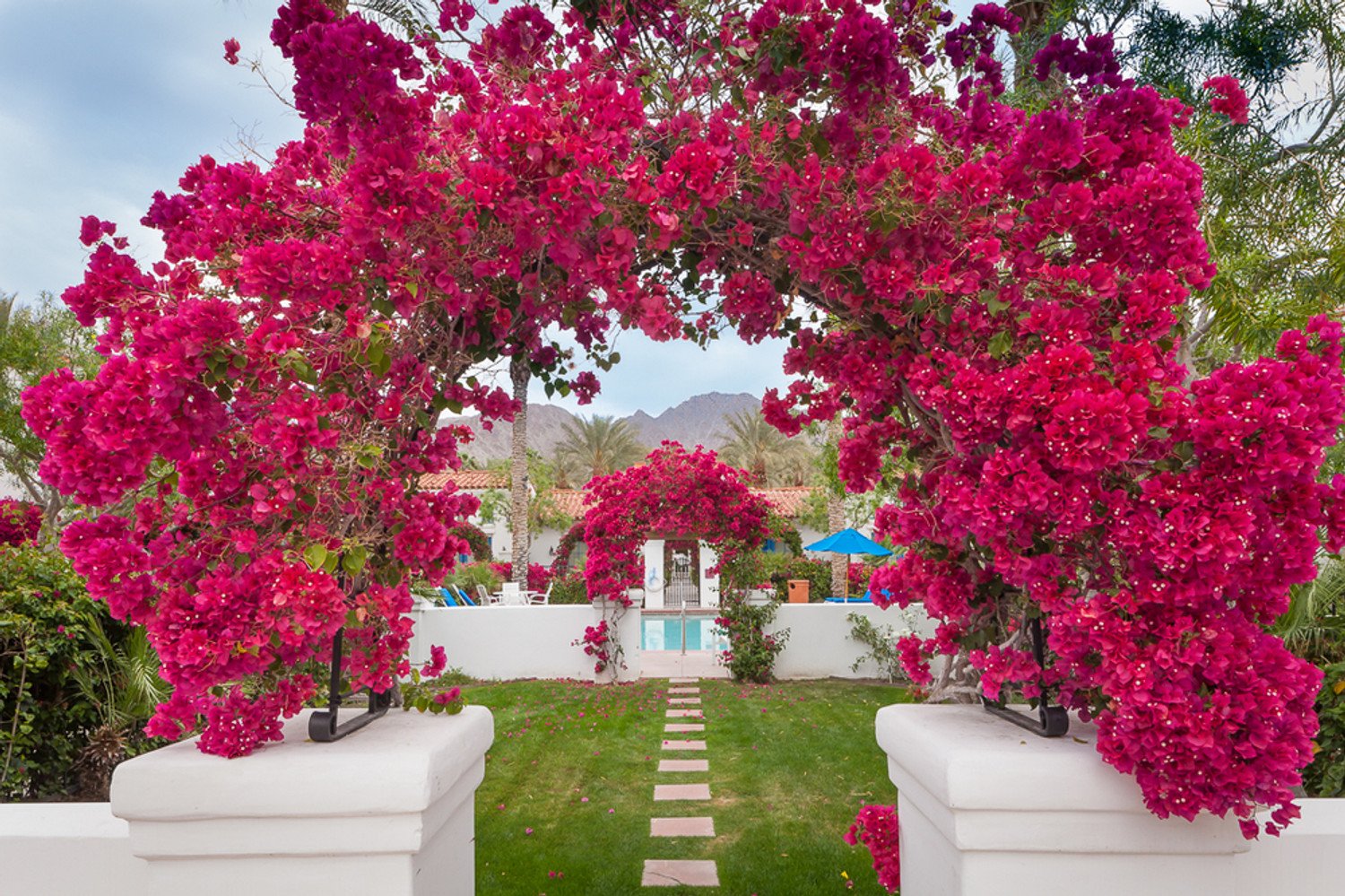 Bougainvillea, La Quinta Hotel,        and more from Mammoth and the High Sierra