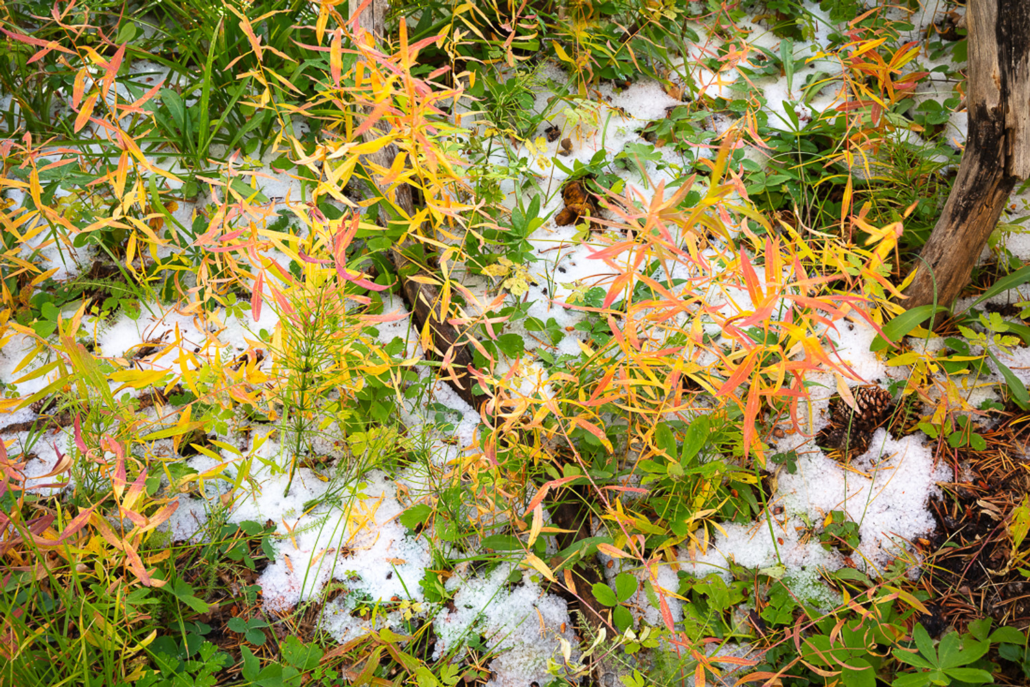 First Autumn Color in Mammoth