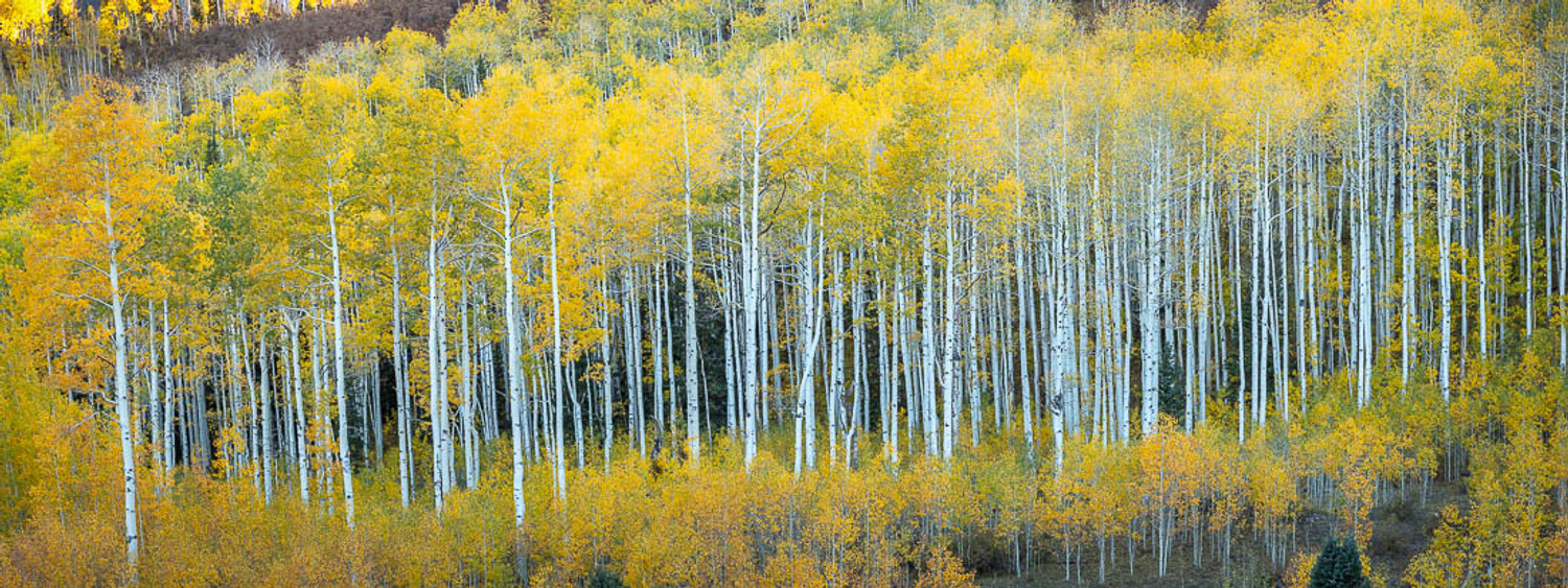 Autumn in the San Juan Mountains