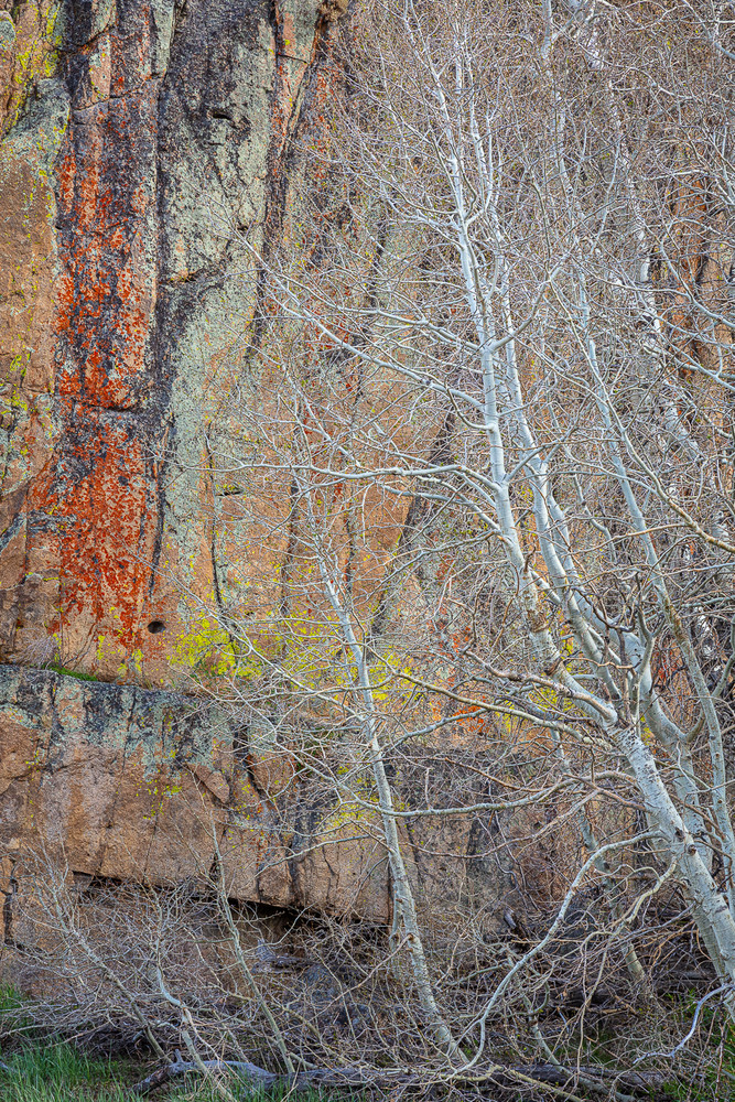 Onset of Spring, Aspens along the Highway