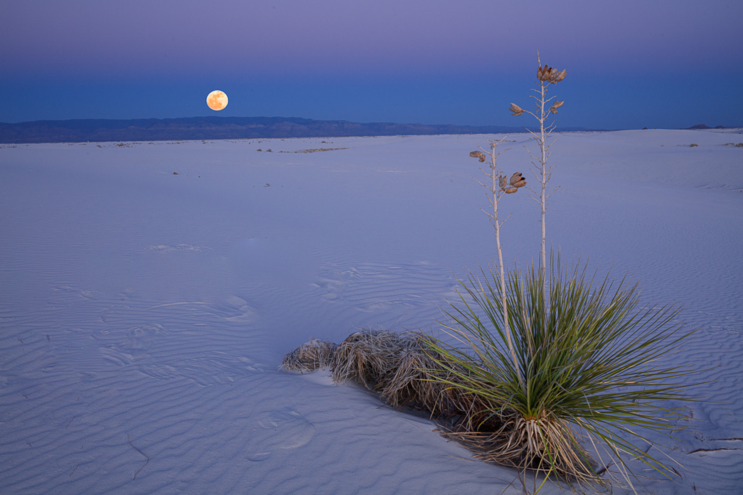 The Rising "Worm Moon" at White Sands National Monument