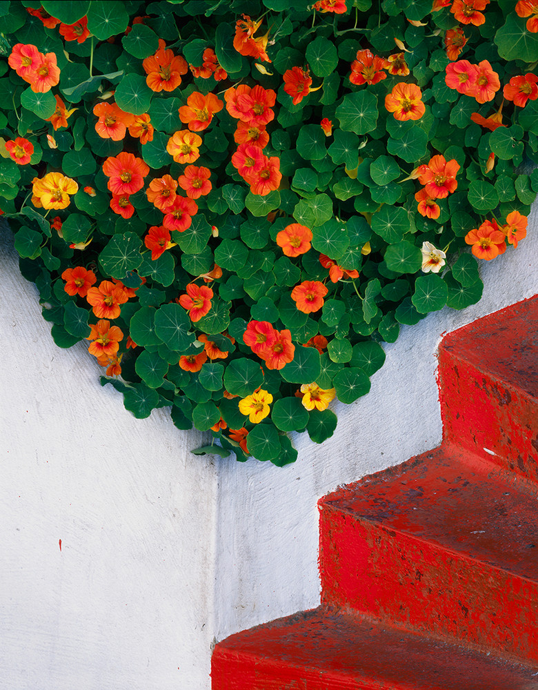 Point Arena Nasturtiums