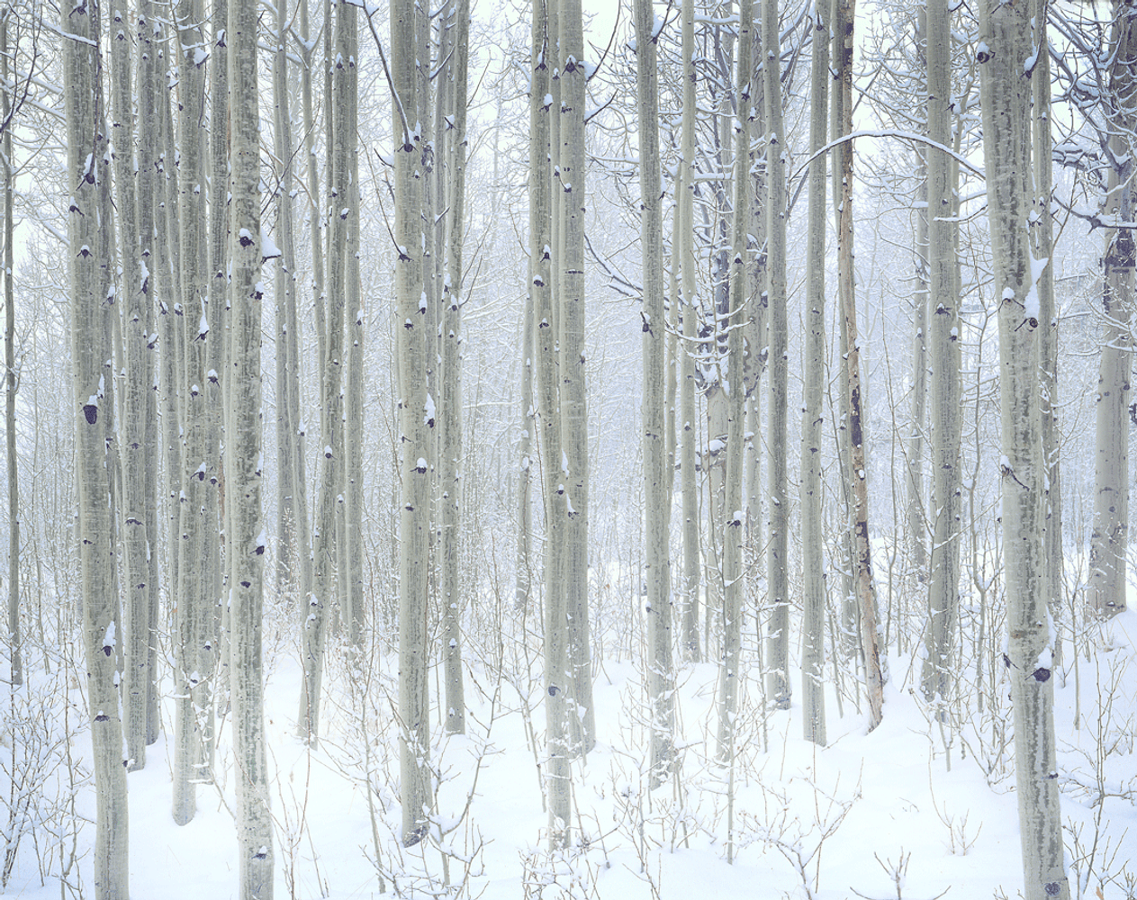 Winter Aspen - Eastern Sierra