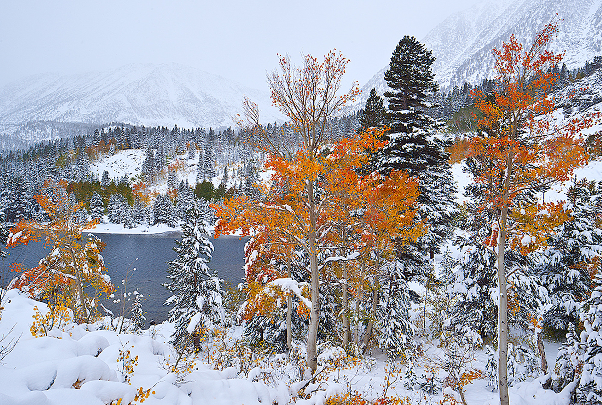 First Snowfall and Rock Creek Autumn Aspen - Vern Clevenger