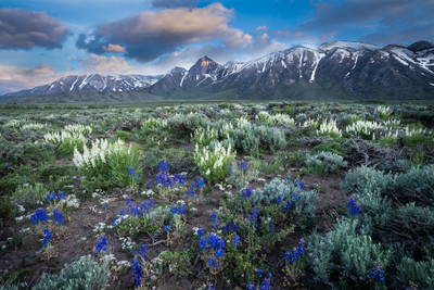 White Lupine and Mount Morrison