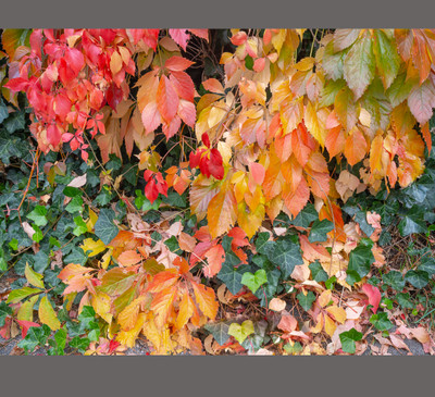 Fine Art Prints - Classic Autumn Colors - Page 1 - Vern Clevenger  Photography