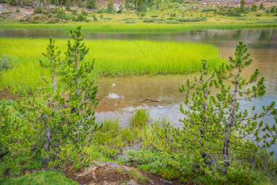 A Closeup Link at Tioga Lake Tarns
