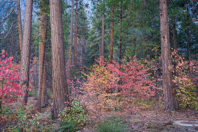 Forest Details and Dogwoods