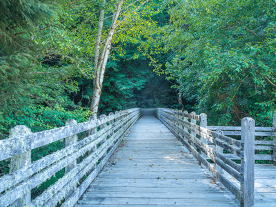 A Hidden Bridge on Prairie Creek 