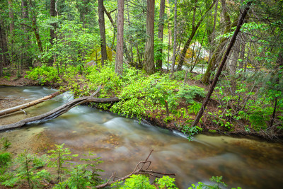 Tenaya Creek Cascade