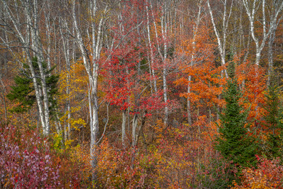 The Canadian Border Forest
