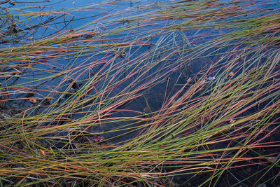 A Pond near SW Harbor